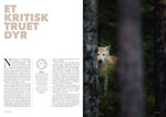 Last inn bildet i Galleri-visningsprogrammet, Ulv i Norge – elevhefte om et kritisk truet dyr (Kun for skoler)
