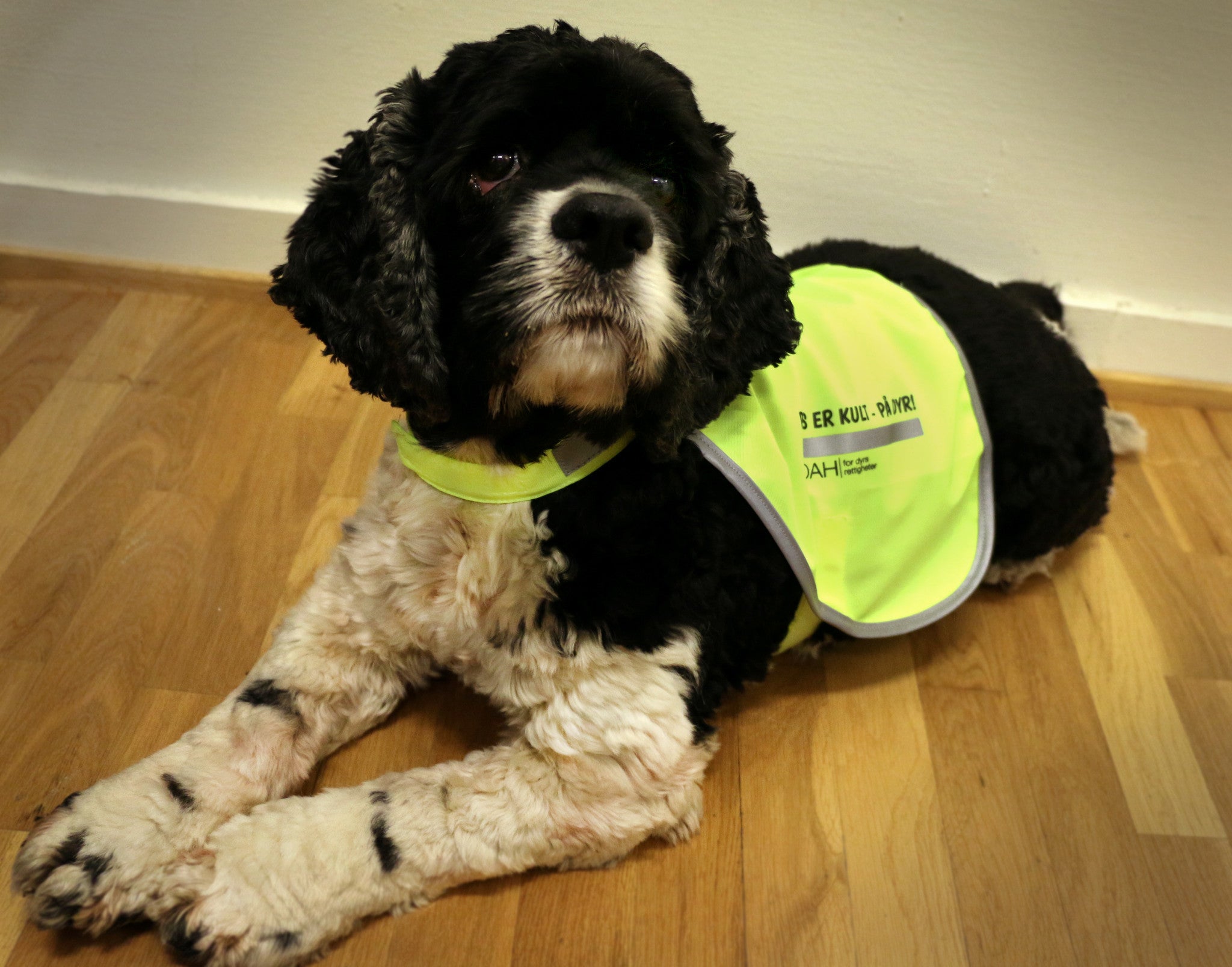 Refleksvest for hund