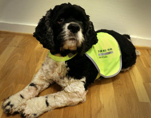 Refleksvest for hund