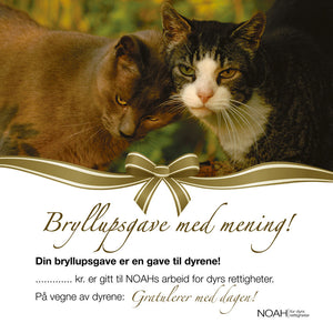 Bryllupsgavekort med bilde av to katter som er "kjærester"