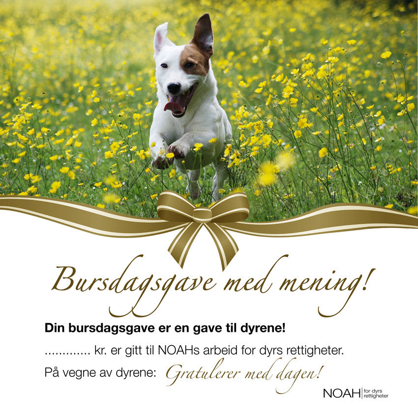 Pengegavekort med bilde av en hund som løper i blomstereng