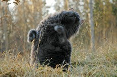 Katteblikk