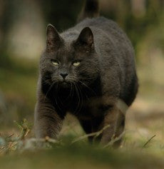 Katteblikk