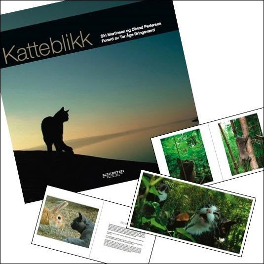 Katteblikk