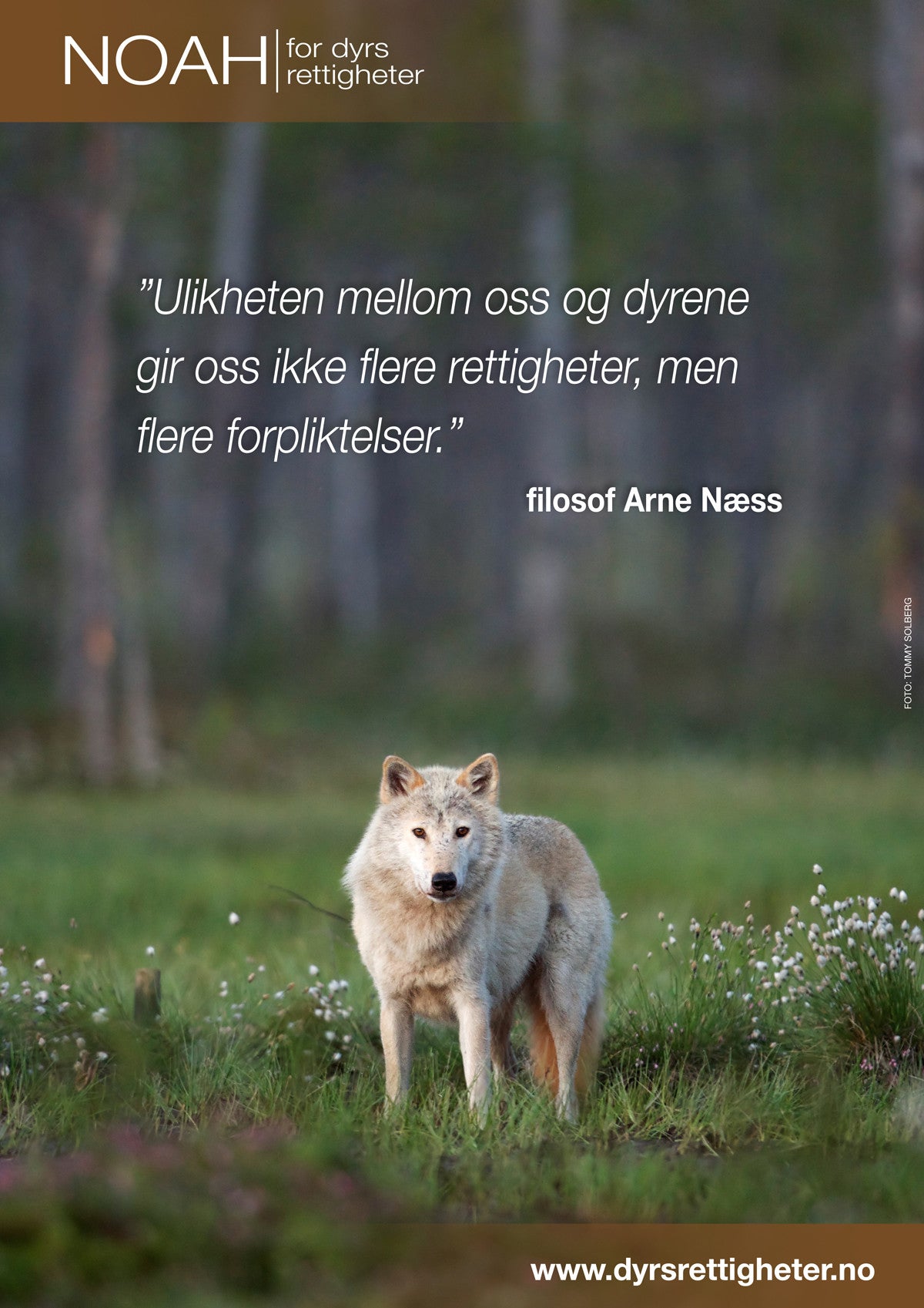 Plakater