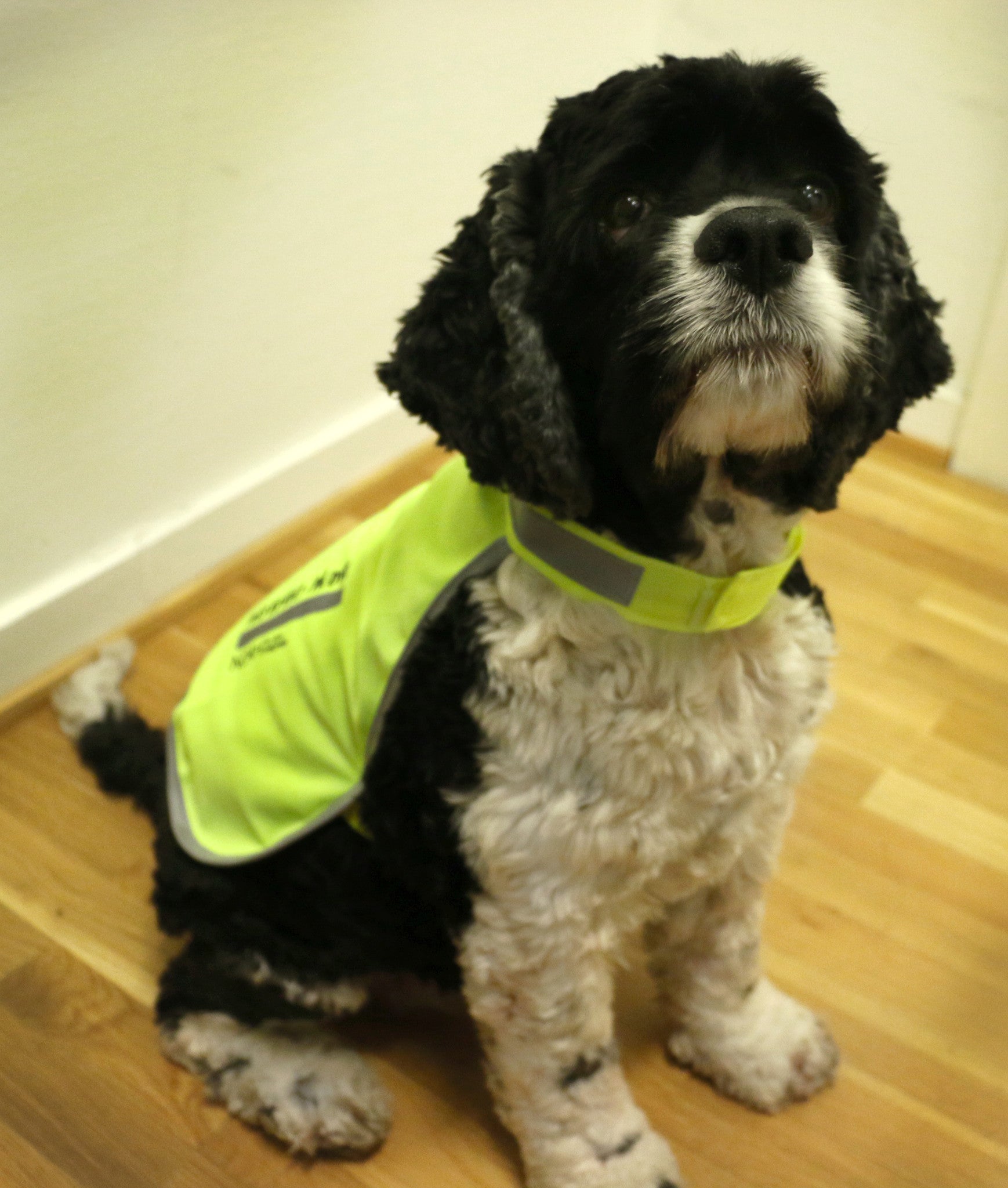 Refleksvest for hund