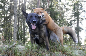 Snusen & Tinni