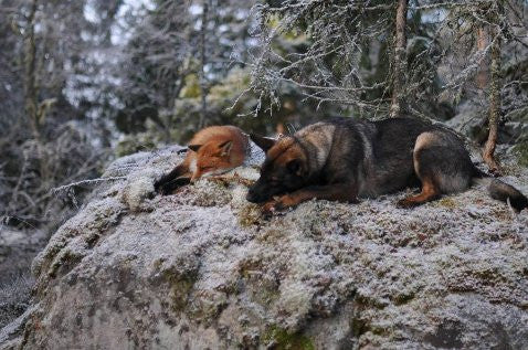 Snusen & Tinni
