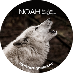 Button: Ulv, NOAH